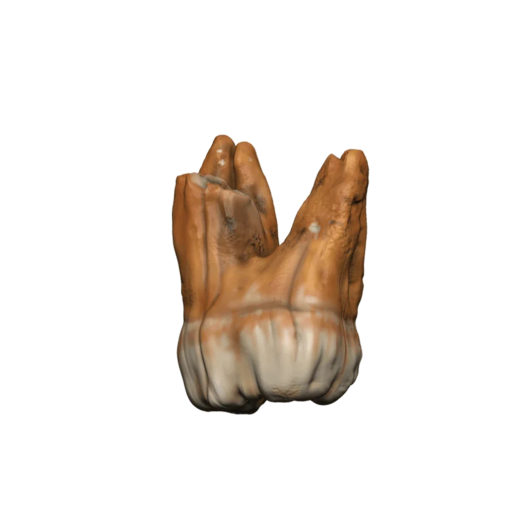 Dungeons & Dragons Teeth of Dahlver-Nar Bite-Sized Artifact - Gap Games