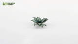 Gamers Grass - Blue Agave Laser Plants