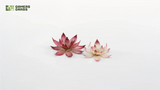 Gamers Grass - Lotus Flower Laser Plants