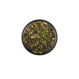 Krautcover Scenics - Kodama Woods (140ml) - Pre-Order