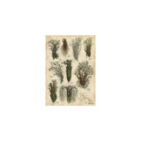 WETA - The Lord of the Rings Trilogy - Art Print - Ent's of Fangorn Forest