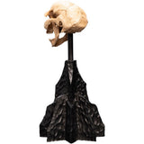 WETA - The Lord of the Rings Trilogy - Skull of a Moria Orc