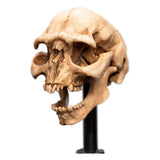 WETA - The Lord of the Rings Trilogy - Skull of a Moria Orc