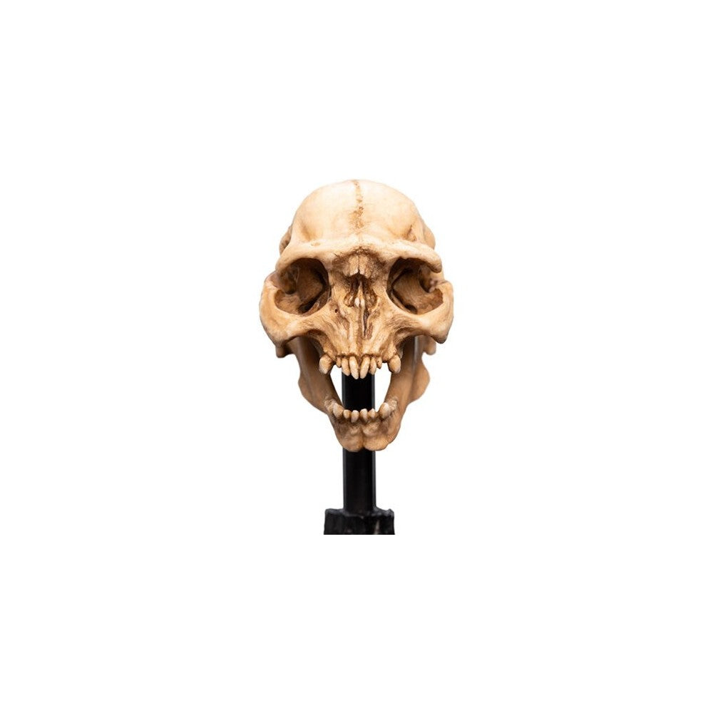 WETA - The Lord of the Rings Trilogy - Skull of a Moria Orc