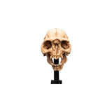 WETA - The Lord of the Rings Trilogy - Skull of a Moria Orc