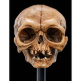 WETA - The Lord of the Rings Trilogy - Skull of Gollum