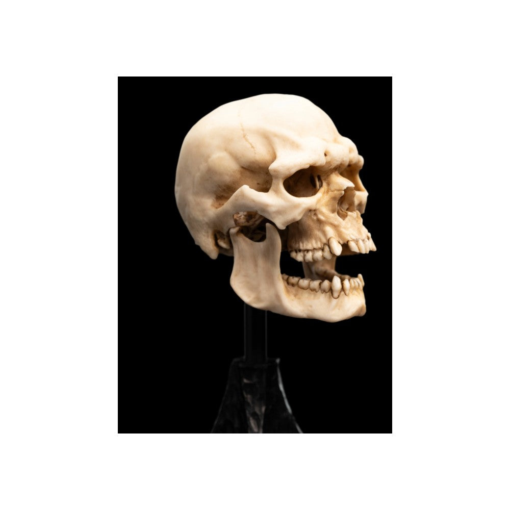 WETA - The Lord of the Rings Trilogy - Skull of a Mordor Orc
