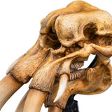 WETA - The Lord of the Rings Trilogy - Skull of a Mumak