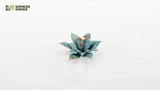 Gamers Grass - Blue Agave Laser Plants