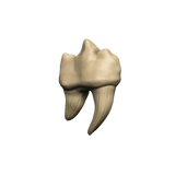 Dungeons & Dragons Teeth of Dahlver-Nar Bite-Sized Artifact - Gap Games