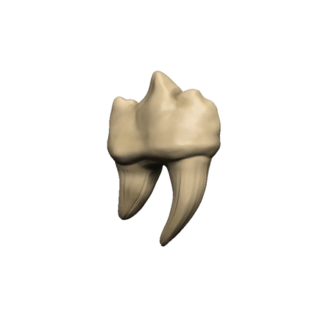Dungeons & Dragons Teeth of Dahlver-Nar Bite-Sized Artifact - Gap Games
