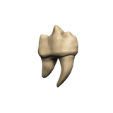 Dungeons & Dragons Teeth of Dahlver-Nar Bite-Sized Artifact - Gap Games