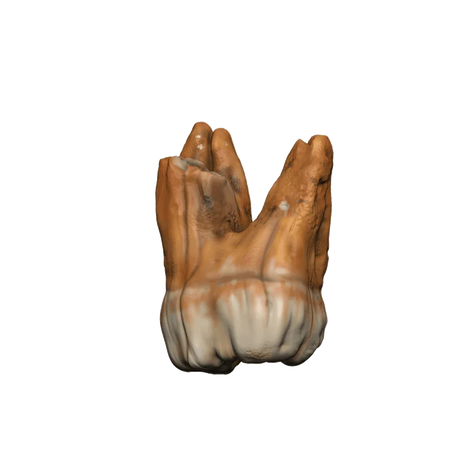 Dungeons & Dragons Teeth of Dahlver-Nar Bite-Sized Artifact - Gap Games