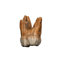 Dungeons & Dragons Teeth of Dahlver-Nar Bite-Sized Artifact - Gap Games