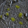 Gamer's Grass Dry Green Tiny Tufts - Gap Games