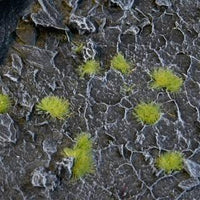 Gamer's Grass Light Green Tiny Tufts - Gap Games