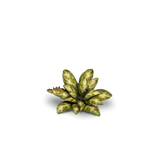 Laser Plants - Dumb Cane - Gap Games