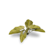 Laser Plants - Elephant Ear - Gap Games