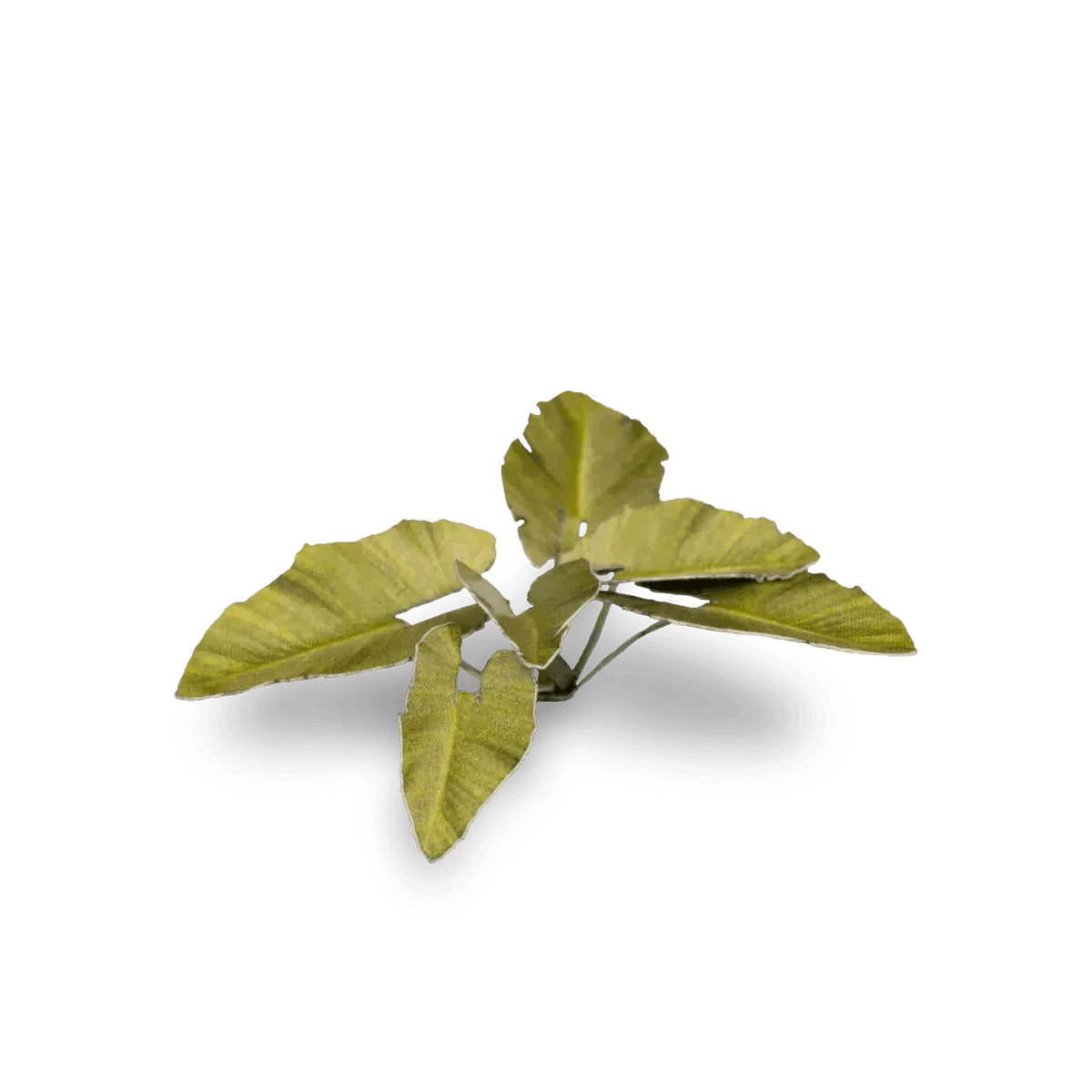 Laser Plants - Elephant Ear - Gap Games