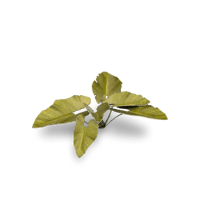 Laser Plants - Elephant Ear - Gap Games