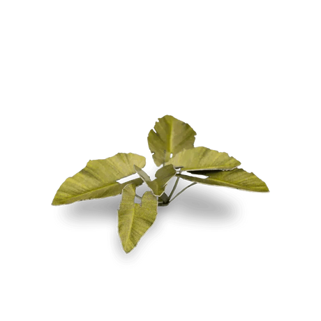 Laser Plants - Elephant Ear - Gap Games