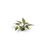 Laser Plants - Lords-and-Ladies - Gap Games