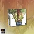 Redwood - Gap Games