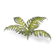 Laser Plants - Bracken - Gap Games