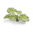 Laser Plants - Monstera - Gap Games