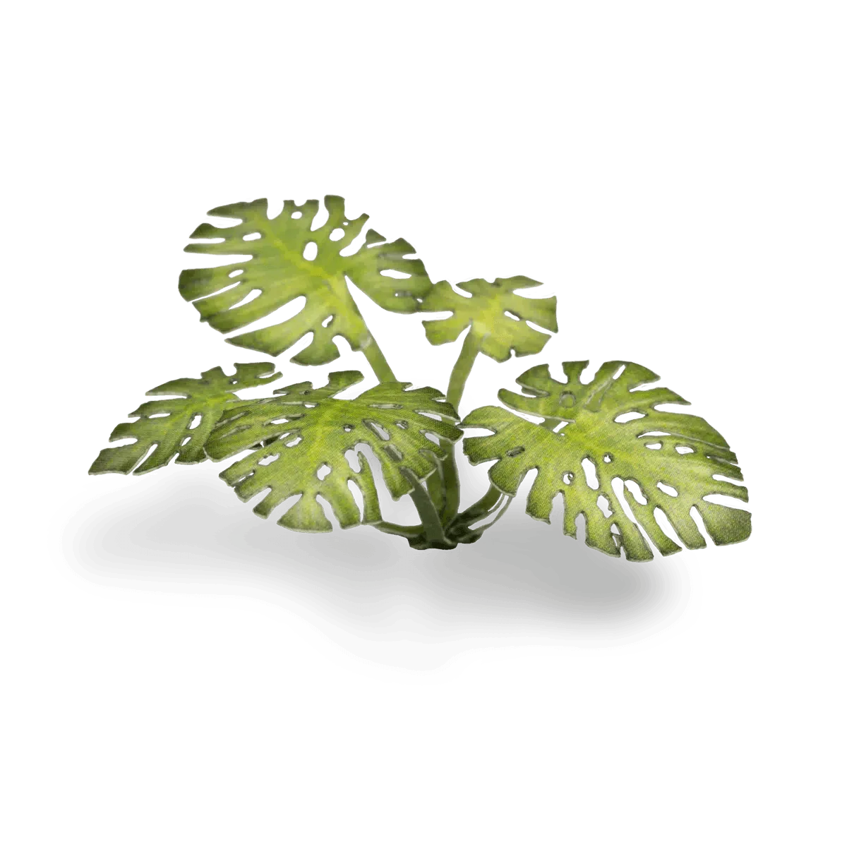 Laser Plants - Monstera - Gap Games