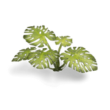 Laser Plants - Monstera - Gap Games