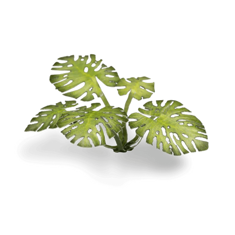 Laser Plants - Monstera - Gap Games